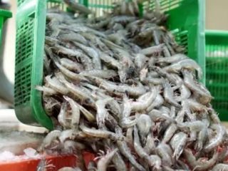 Dianggap Menjanjikan, 4 Alasan untuk Budidaya Udang